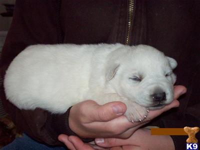 Puppies in GA